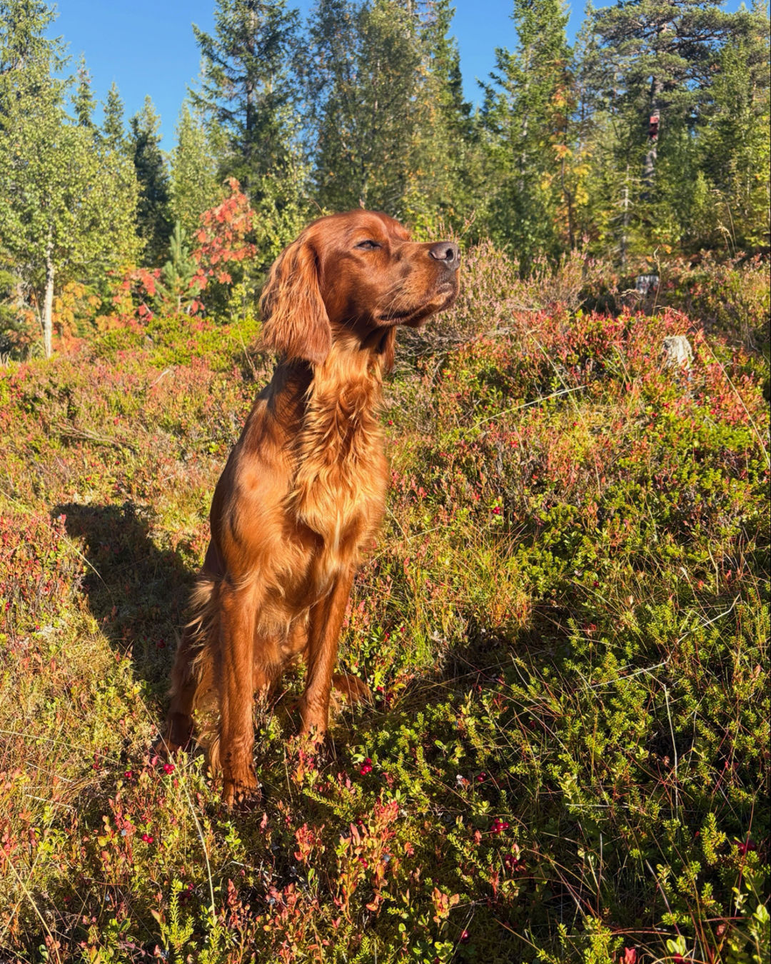 en hund som står på en eng