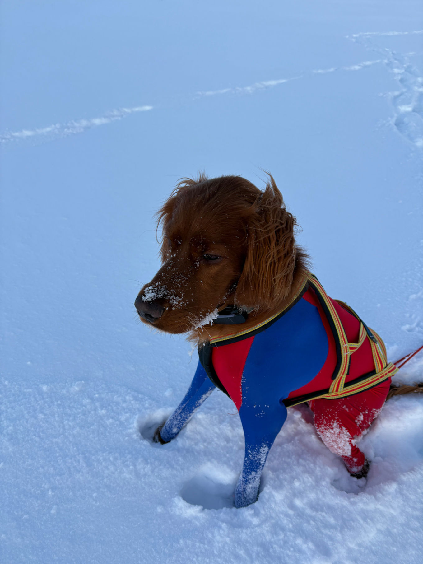 en hund med plagg