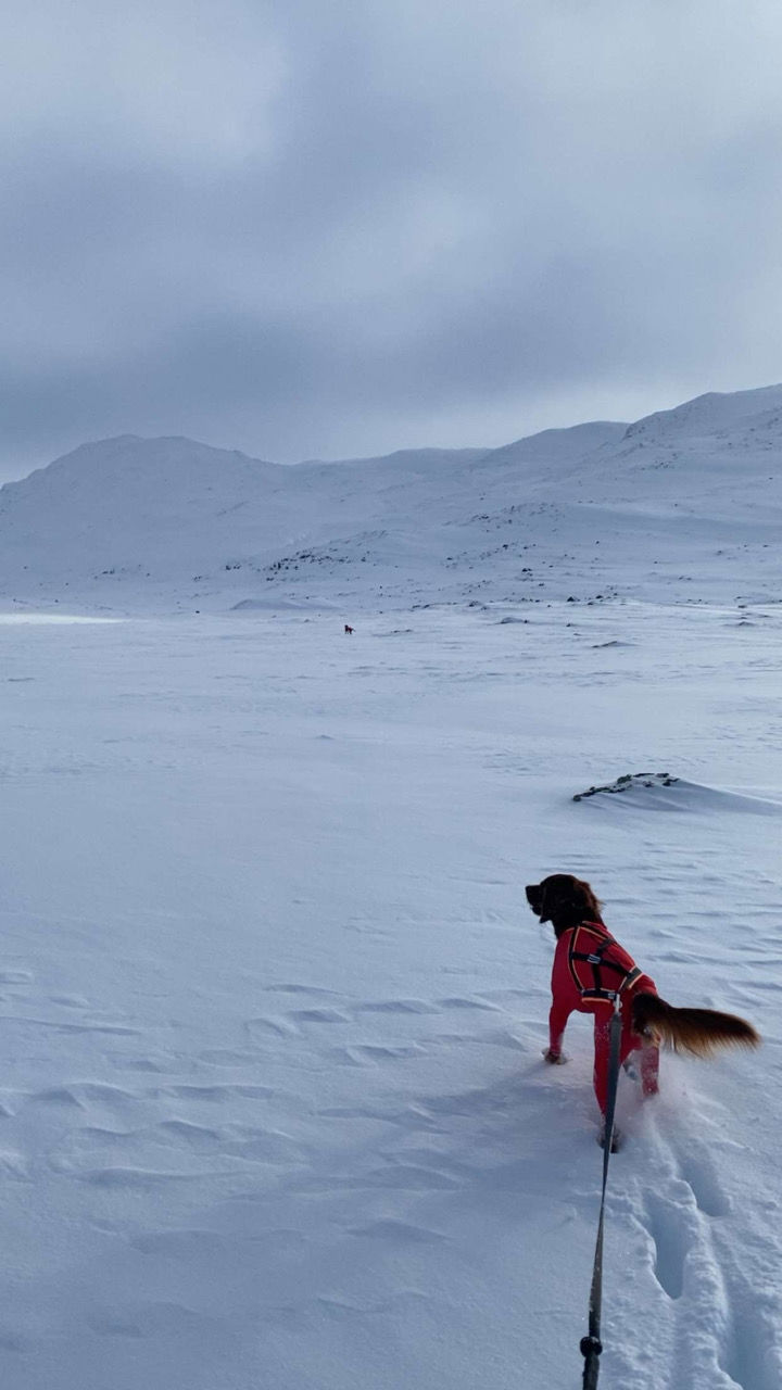 En hund i bånd på et snødekt fjell