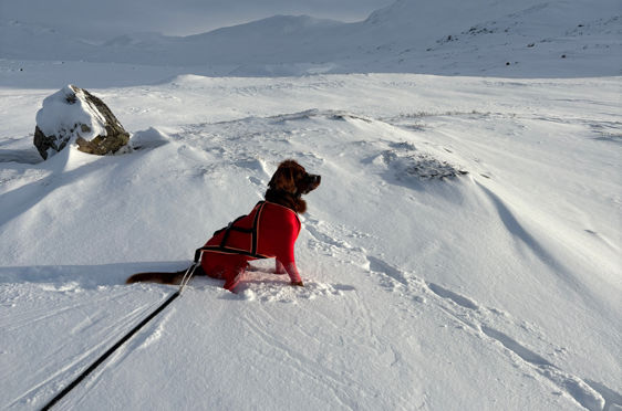 en person som står på ski ned et fjell