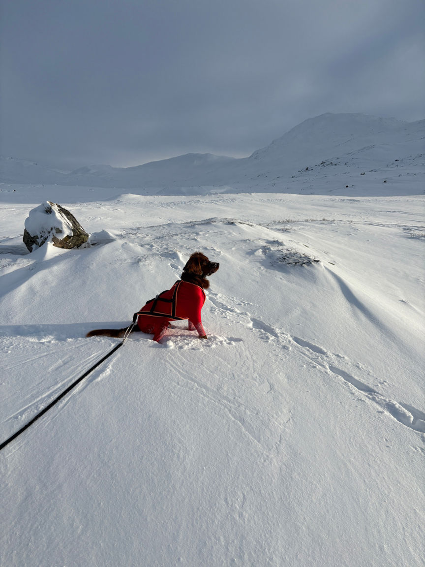 en person som står på ski ned et fjell