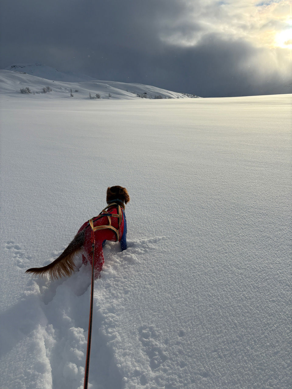 En hund i bånd i snøen
