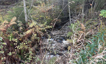 en liten foss i en skog