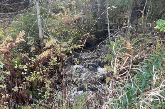 en liten foss i en skog