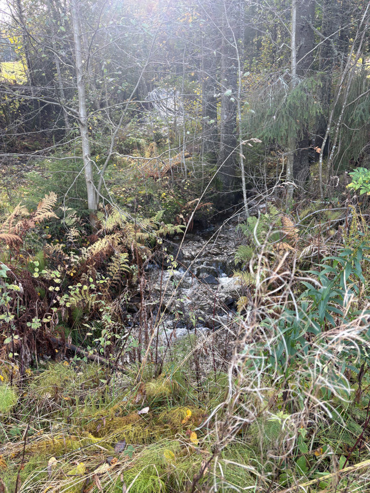 en liten foss i en skog