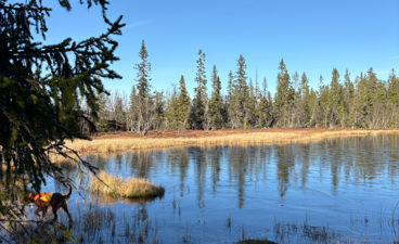 en hund som står i en innsjø