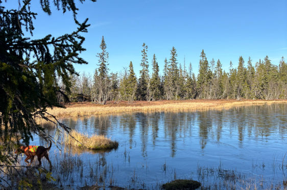 en hund som står i en innsjø
