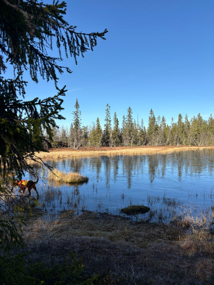 en hund som står i en innsjø