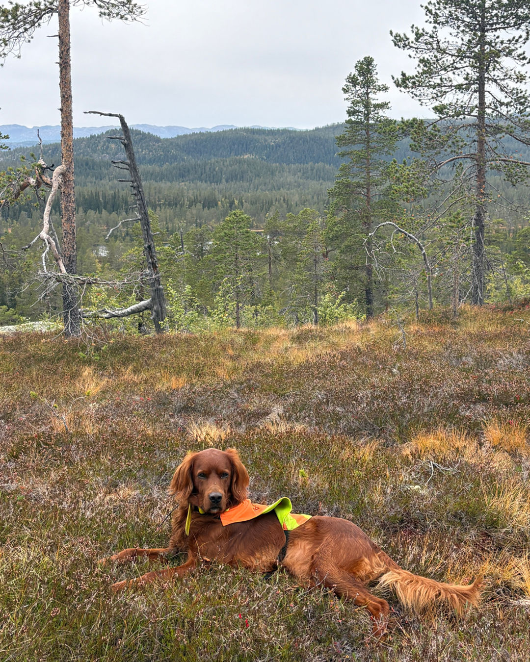 en hund som ligger på bakken
