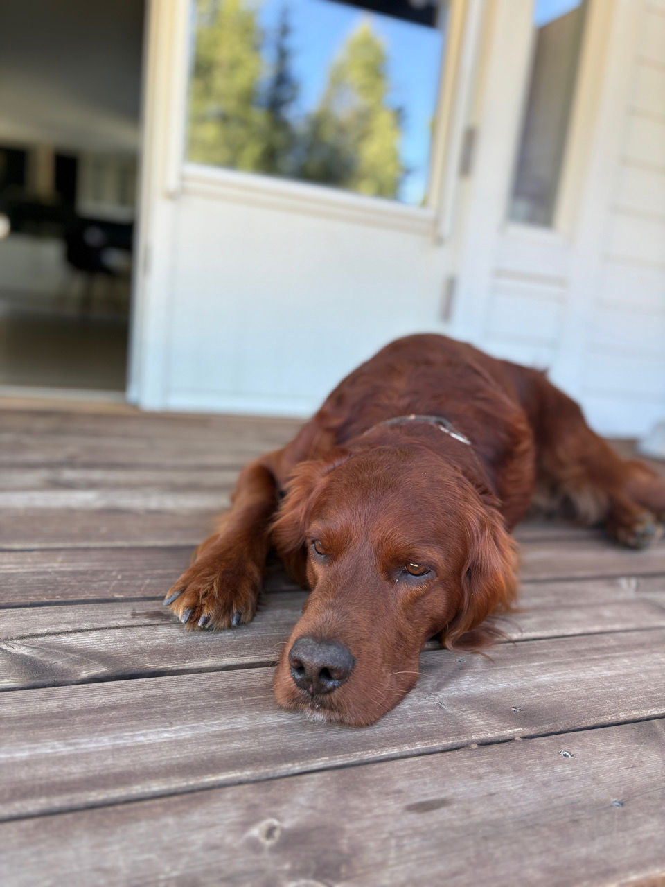 en hund som ligger på tregulv