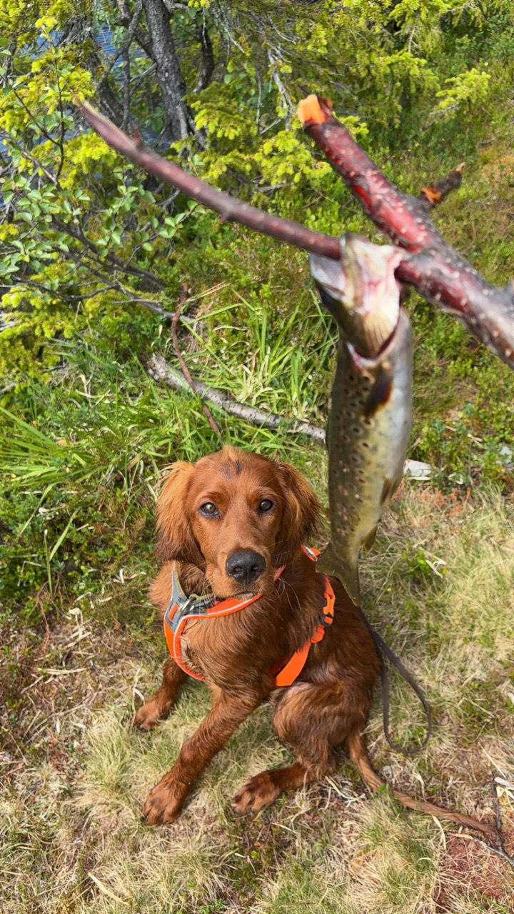 en hund som holder en pinne i munnen ved siden av en hund