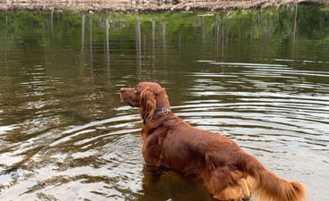 en hund som står i et vann!