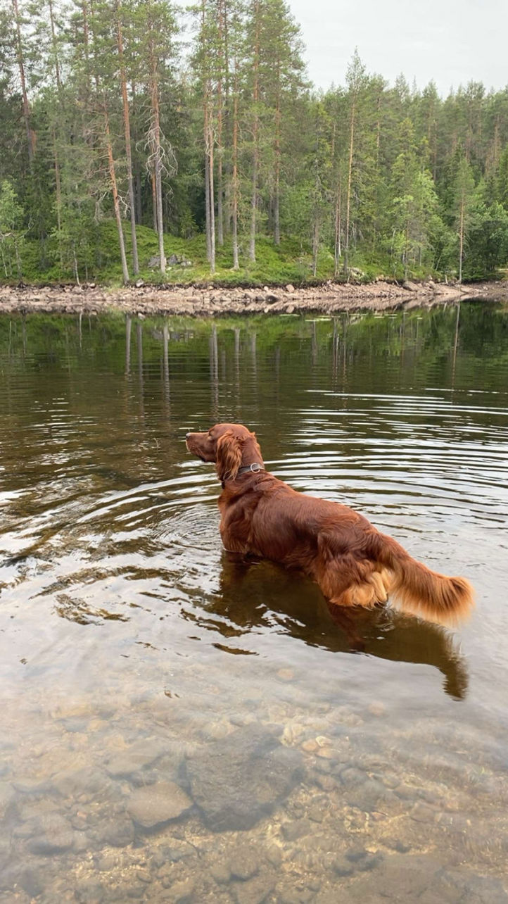 en hund som står i et vann!