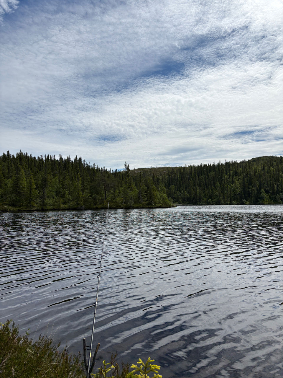 en innsjø med trær i bakgrunnen