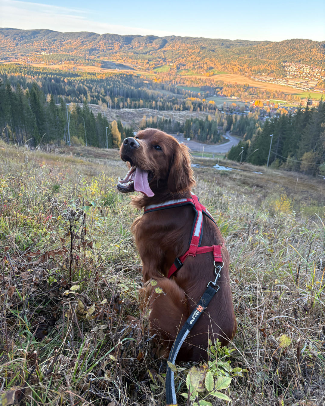 en hund som står på en eng