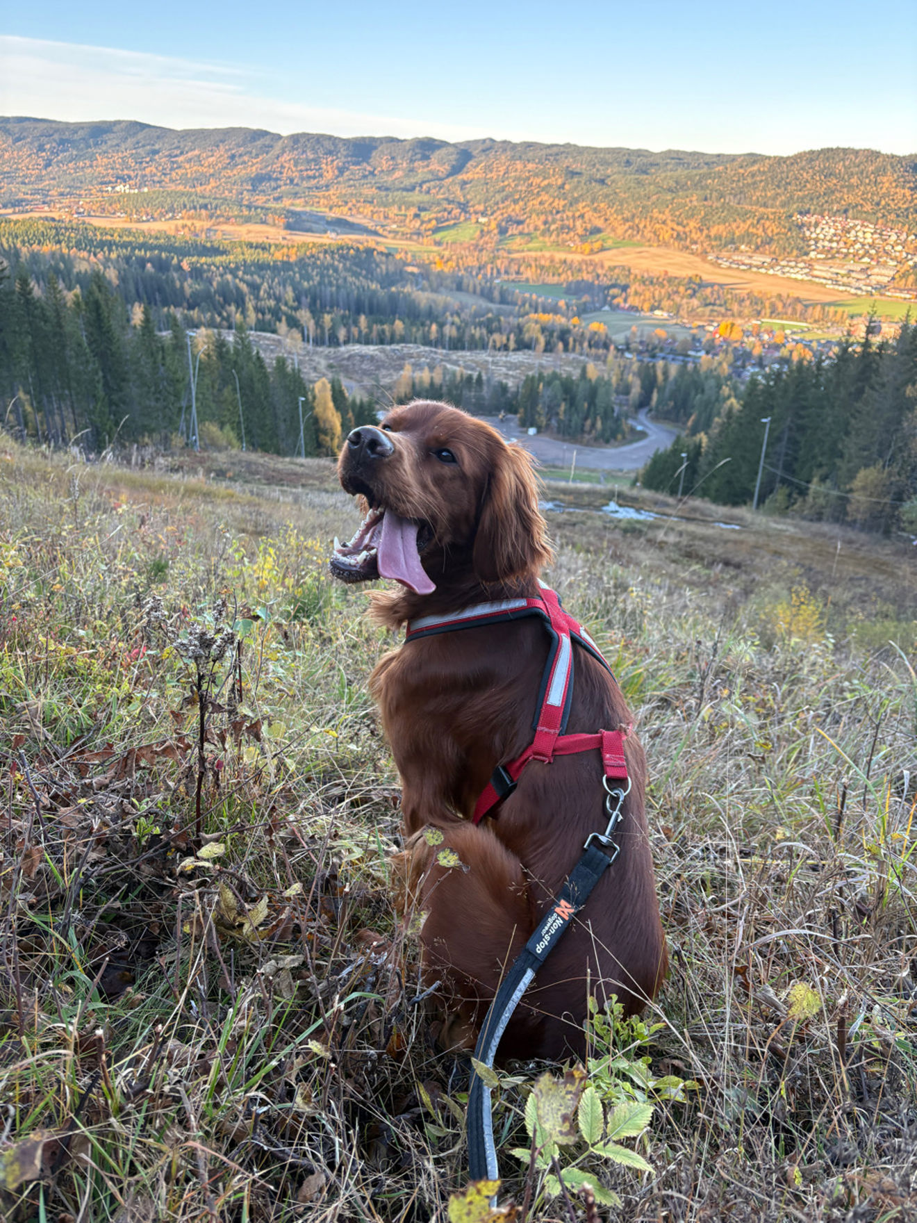 en hund som står på en eng