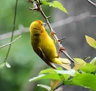 et gult insekt på en gren