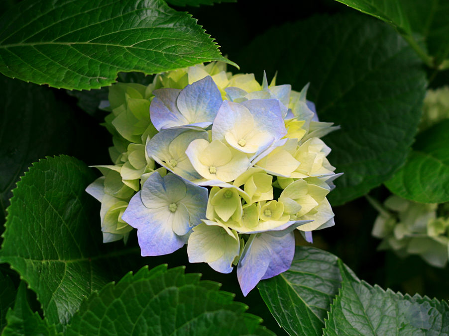 En flott blomst En flott blomst