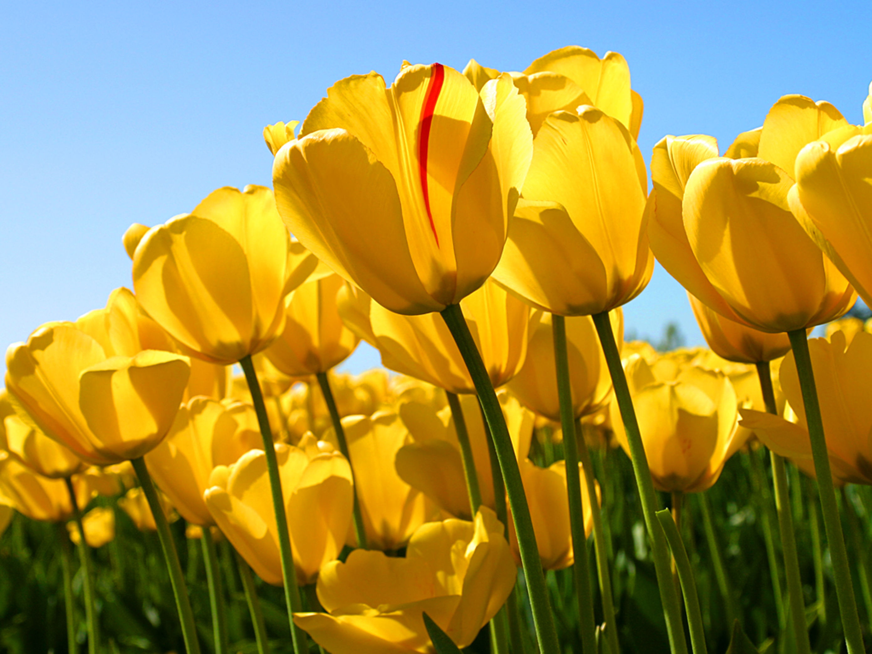 Tulipaner