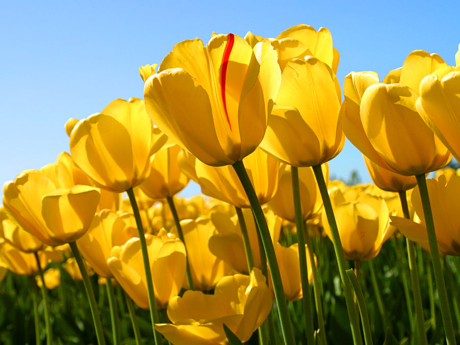 Tulipaner Tulipaner